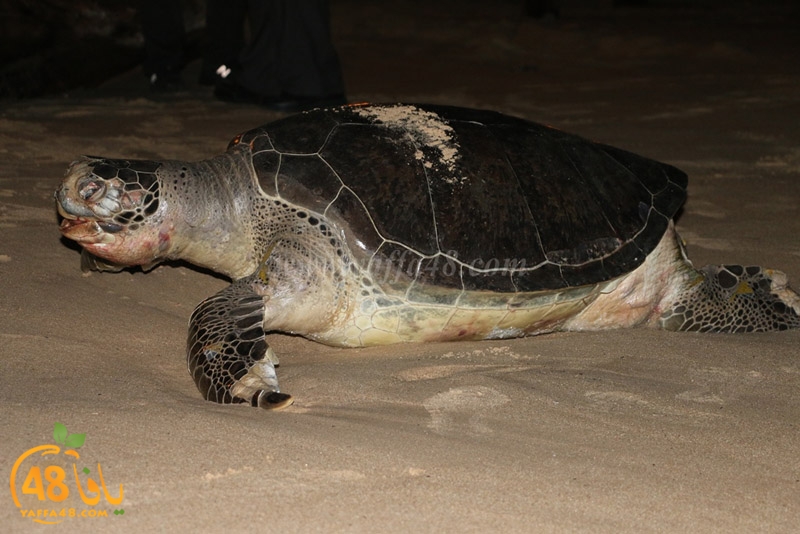 sol7aafffaha (17).JPG